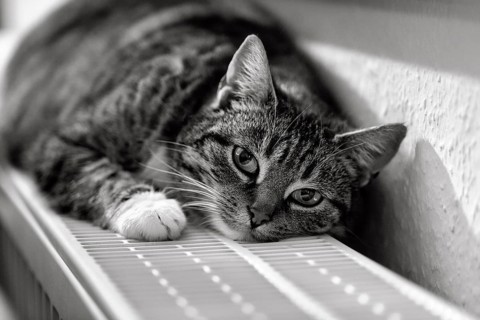 Brown tabby felidae (Felis silvestris catus), lying relaxed on heater and warming itself, eye