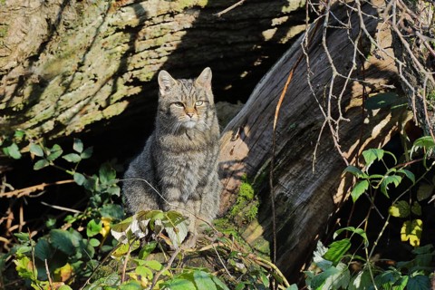 European wildcat (Felis silvestris), sitting in front of the shelter in the forest, Rothaargebirge,