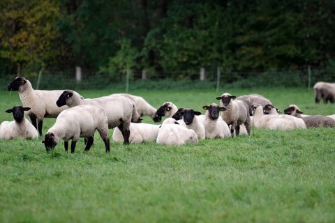 Sheep (Ovis), black-headed sheep, flock of sheep, pasture, lying, sheep breed, North