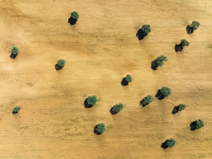 Holm Oaks (Quercus ilex) in a field, aerial view, drone shot, Granada province, Andalusia, Spain,