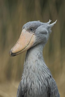 Shoebill (Balaeniceps rex), portrait, Balaenicipitidae, copepods, Pelecaniformes, bird, animal,