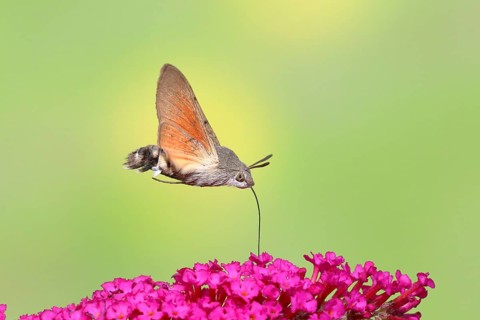 Hummingbird hawk-moth (Macroglossum stellatarum), flying, sucking nectar on flower of