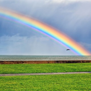 Rook flying, seafront, dramatic cloudy sky with rainbow, Bray, Wicklow, Ireland, Europe