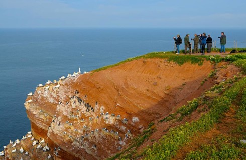 Wildlife photographers at the bird cliff of Helgoland, Helgoland, Schleswig-Holstein, Germany,