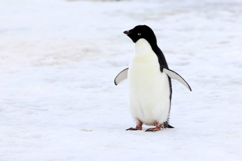 Adelie Penguin (Pygoscelis adeliae), adult in snow, Antarctica, Devil Island, Weddell Sea,