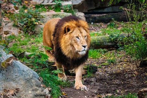 African Lion (Panthera Leo) in jungle forest
