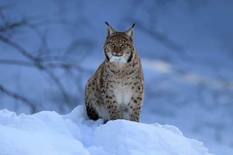 Carpathian lynx (Lynx lynx carpathicus), adult, in winter, in snow, alert, Bavarian Forest,