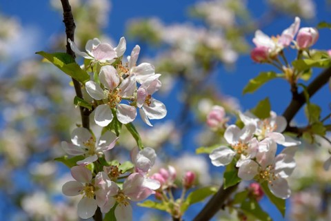 Flower of the European wild apple (Malus sylvestris), near Confrides, Province of Alicante, Costa