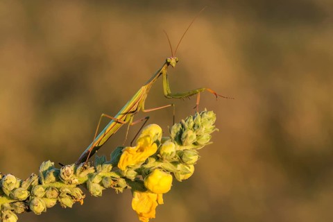 European Mantis or Praying Mantis (Mantis religiosa), Burgenland, Austria, Europe