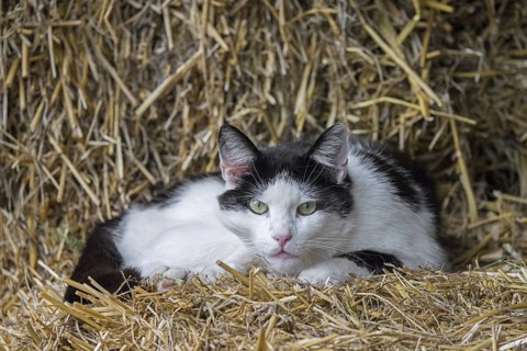 Black and white feral cat (Felis catus), stray cat resting on bale of straw in barn at farm in the