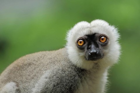 White-headed lemur (Eulemur albifrons), male, portrait, makis, lemurs (lemuriformes), lemuroidae,