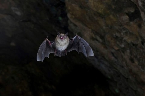 Daubenton's bat (Myotis daubentonii) ringed water bat flying from the summer roost of a cave, Lower