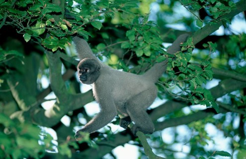 Gray Woolly Monkey (Lagothrix lagothricha cana)