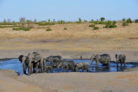 African bush elephants (Loxodonta africana), herd at Somalisa watering hole, Hwange National Park,