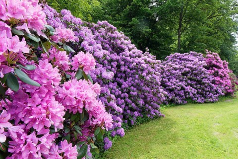 Rhododendron flower (Rhododendron campanulatum) in the castle park, created in the 18th century.