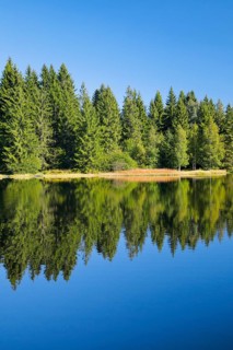The forest along the shore of the Étang de la Gruère is reflected in the still waters of the moor