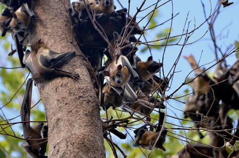 Straw-coloured Fruit Bats (Eidolon helvum) on a tree, Kasanka National Park, Zambia, Africa