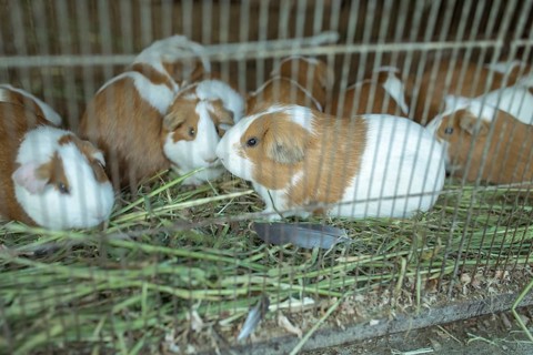 Cuys, giant guinea pigs (Cavia porcellus), in a cage at the market of Huancayo, Peru, South America