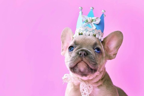 Face of French Bulldog dog puppy wearing a paper crown with lace and ribbons on pink background