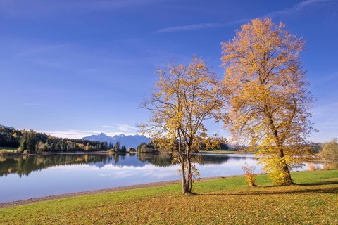 Linden trees (Tilia) at Forggensee near Füssen, Allgäu Alps, Allgäu, Bavaria, Germany, Europe