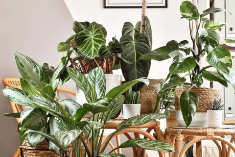 Urban jungle. Different tropical houseplants like Philodendron or Chinese Evergreen in basket