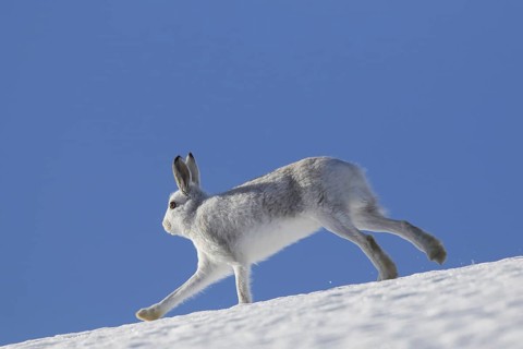 Mountain hare (Lepus timidus), Alpine hare, snow hare in winter pelage running in the snow down