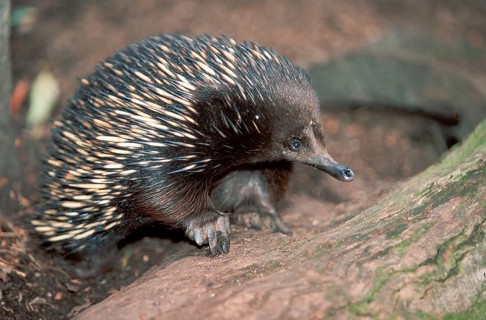 Short-beaked echidna (Tachyglossus aculeatus)