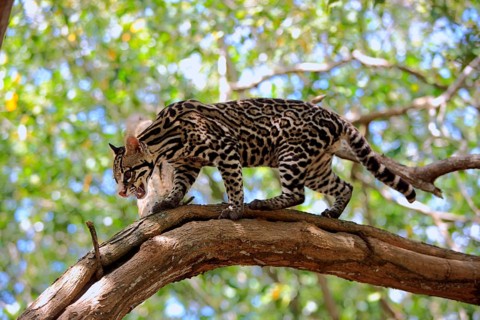 Ocelot (Leopardus pardalis) male, lateral, Honduras, Central America