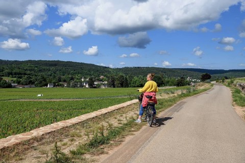 Cyclist in the vineyards on the Route des Grands-Crus, Route of Fine Wines, near