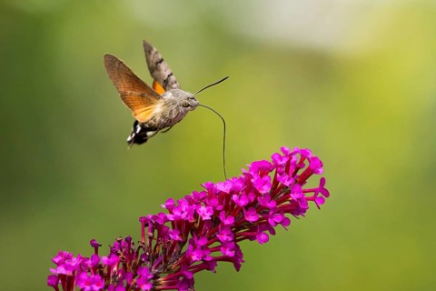 Hummingbird hawk-moth (Macroglossum stellatarum), flying, sucking nectar on flower of