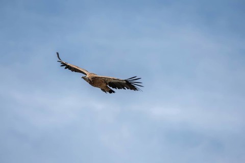 Griffon vulture (fulvus) in flight in jonte gorges in the Cevennes National Park. Aveyron, France,