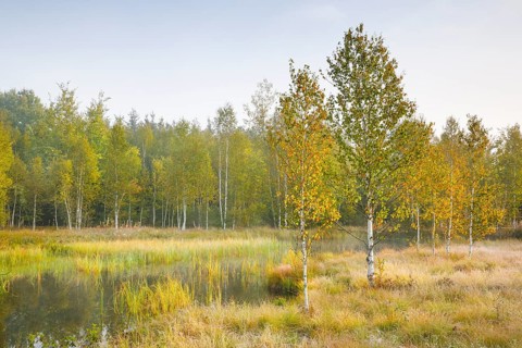 Autumn atmosphere with birch forest on the high moor near Les Ponts-de-Martel, Canton Neuchâtel,