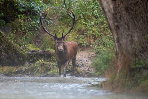 Red deer (Cervus elaphus), red deer, capital mountain deer crossing mountain river in rutting