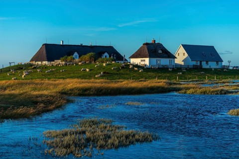 Hamburger Hallig, Reußenköge, North Frisia, dwelling mound, reed houses, grasses, sheep, evening