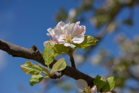 Flower of the European wild apple (Malus sylvestris), near Confrides, Province of Alicante, Costa