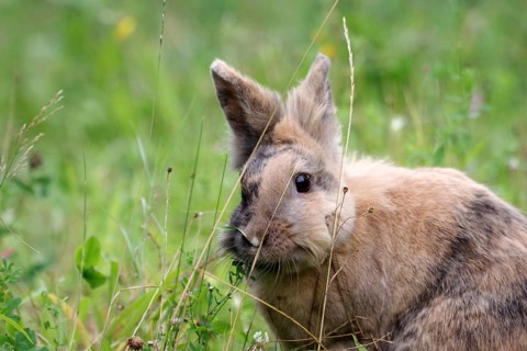 Close-up, Domestic rabbit (Oryctolagus cuniculus forma domestica), Rabbit, Pet, Cute, Grass,