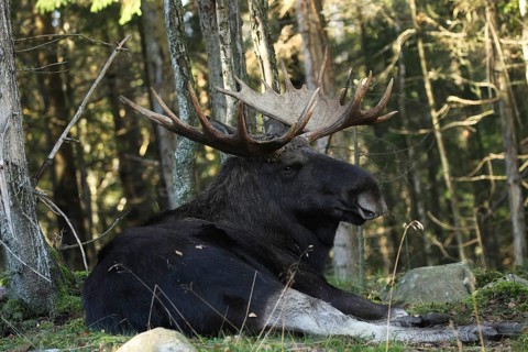 Elk (Alces alces) Bull, resting during the rut, captive, southern Sweden, Sweden, Europe