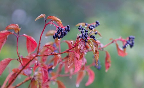 Common dogwood (Cornus sanguinea), Germany, Europe