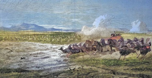 Herds of wild animals on the plains of Vaal River, zebra, antelope and wildebeest fleeing from