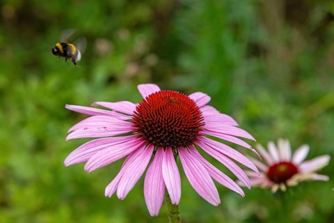 Pink coneflower (Echinacea), flying bumblebee, Glücksburg, Schleswig-Holstein, Germany, Europe