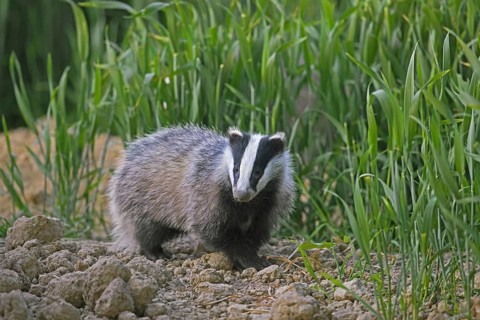Young European badger (Meles meles) juvenile foraging in field, farmland at dusk in spring