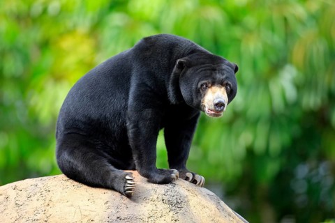Malayan Sun Bear (Helarctos malayanus), male (Ursos malayanus)