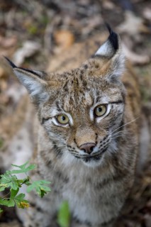 Eurasian lynx (Lynx lynx), portrait, Parc Animalier de Sainte-Croix, near Rhodes, Moselle,