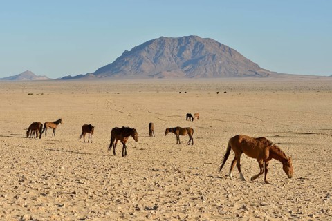 Desert Horses, Namib desert horses (Equus ferus) in the desert, herd near the waterhole of Garub,