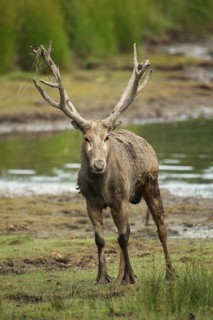 Père david's deer (Elaphurus davidianus) standing on the shore of a lake, captive, southern Sweden,