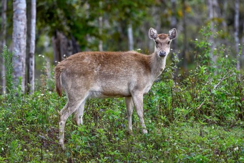 Javan rusa (Cervus timorensis), female, Mount Hagen, Western Highlands Province, Papua New Guinea,