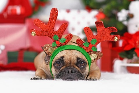 Reindeer Christmas costume dog. Cute French Bulldog wearing antlers in front of seasonal decoration