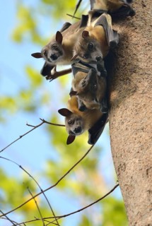 Straw-coloured Fruit Bats (Eidolon helvum) on a tree, Kasanka National Park, Zambia, Africa