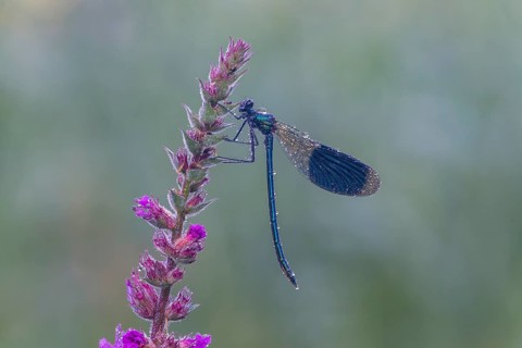 Banded Demoiselle (Calopteryx splendens), Upper Austria, Austria, Europe