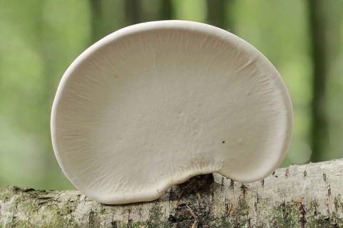 Birch pore fungus (Fomitopsis betulina, Piptoporus betulinus), underside, North Rhine-Westphalia,